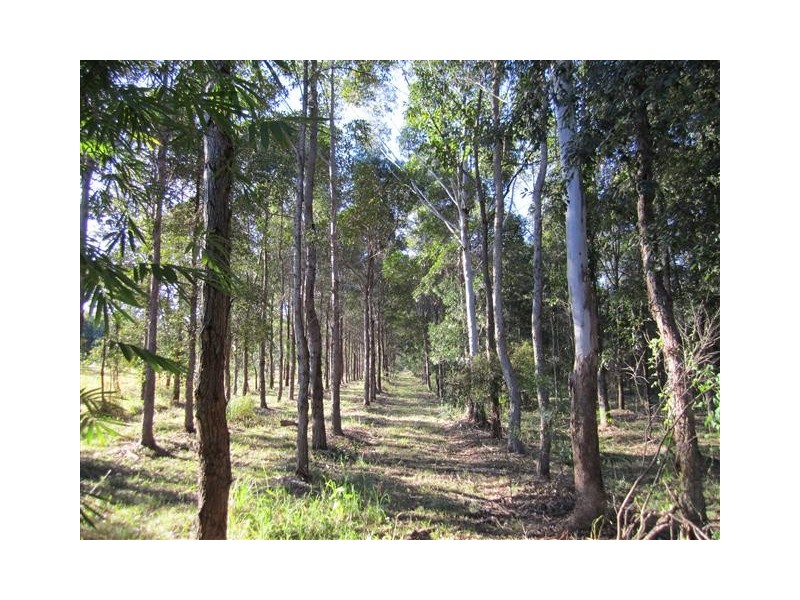 1569 Louis Bazzo Drive, Cootharaba QLD 4565