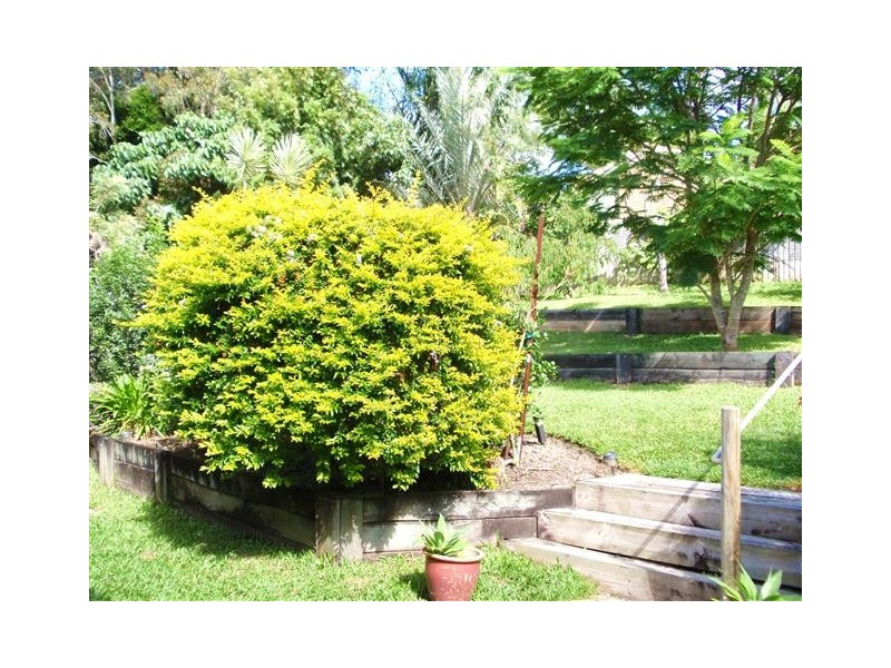 4 Jacaranda Place, Tewantin QLD 4565