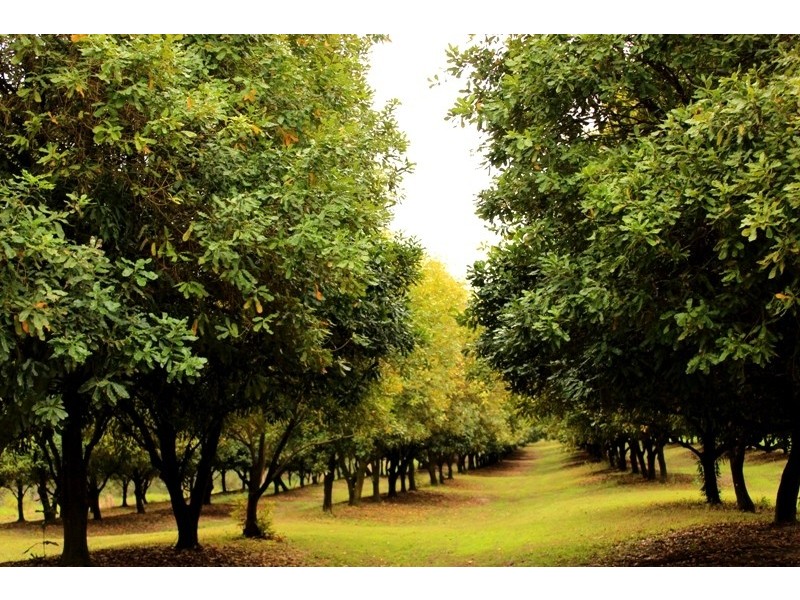 149 Davis Road, Cootharaba QLD 4565