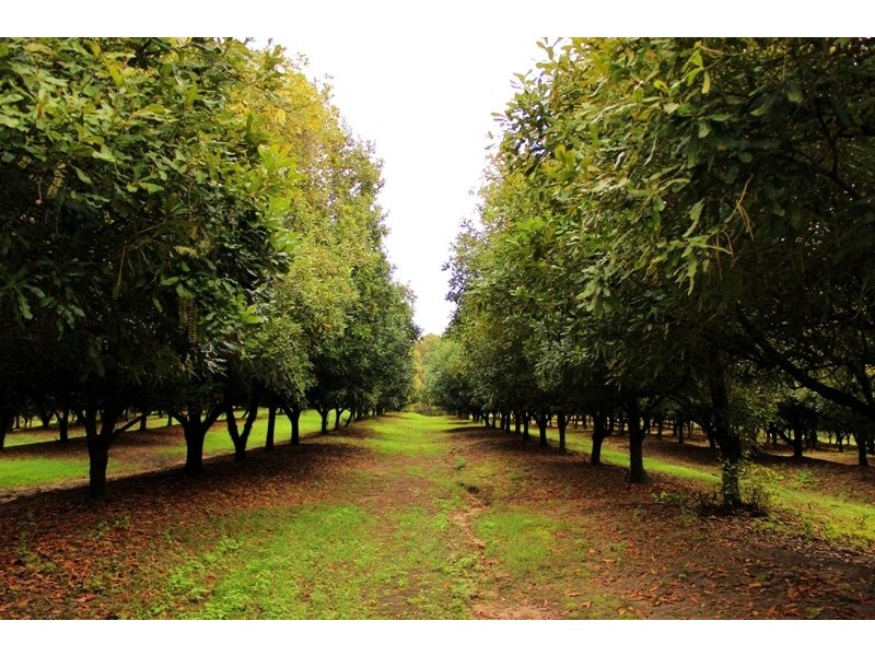 149 Davis Road, Cootharaba QLD 4565