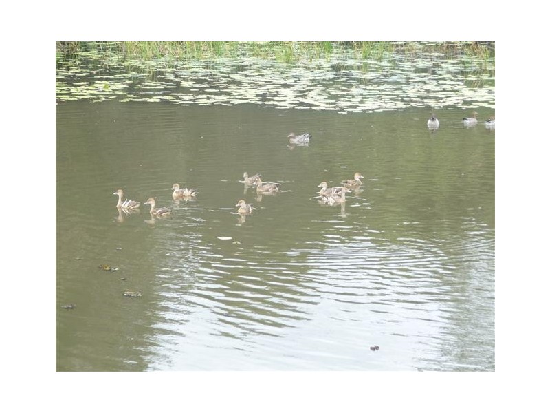 38 Evans Road, Cooroy QLD 4563