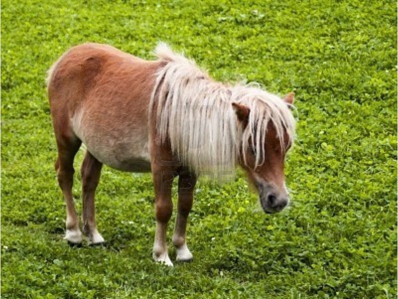 37 Gwandalan Rd, Cooroy QLD 4563