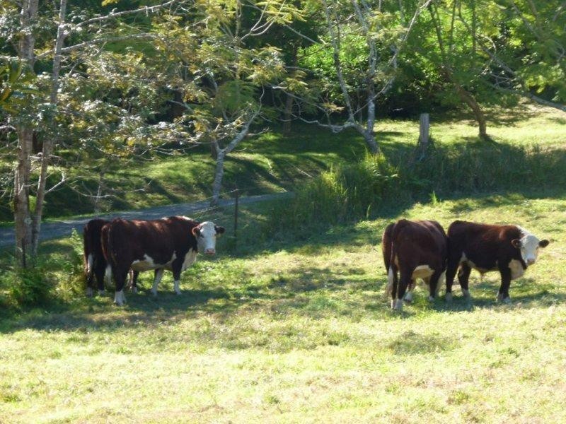 1452 Cooroy Belli Creek Rd, Cooroy QLD 4563