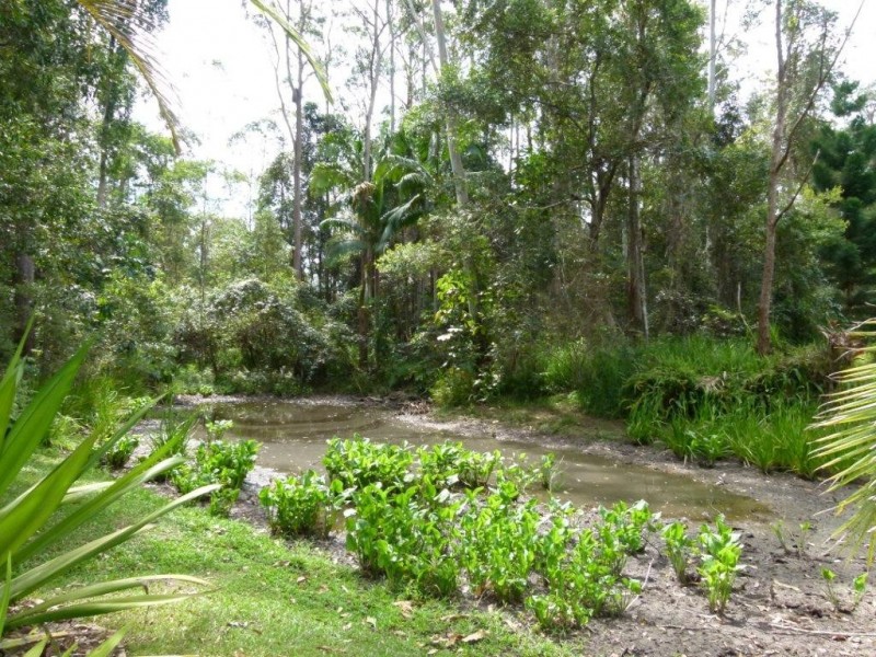 17 Palmsprings Lane, Cooroy QLD 4563