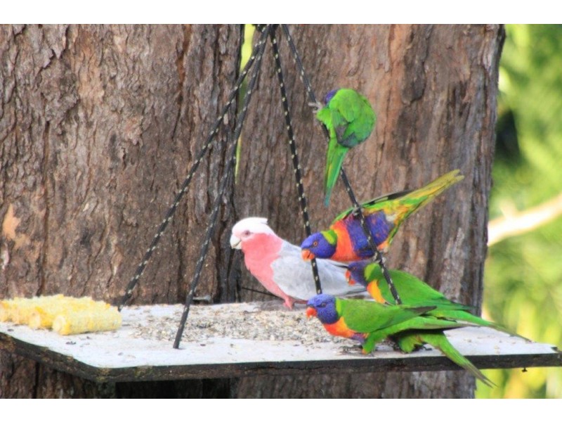 18 Casey Street, Cooran QLD 4569