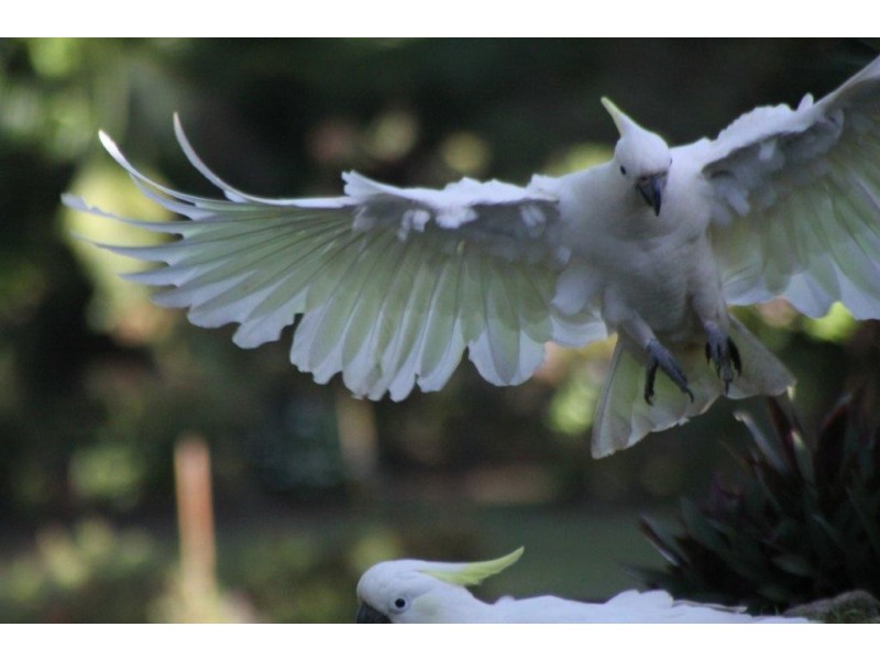 18 Casey Street, Cooran QLD 4569