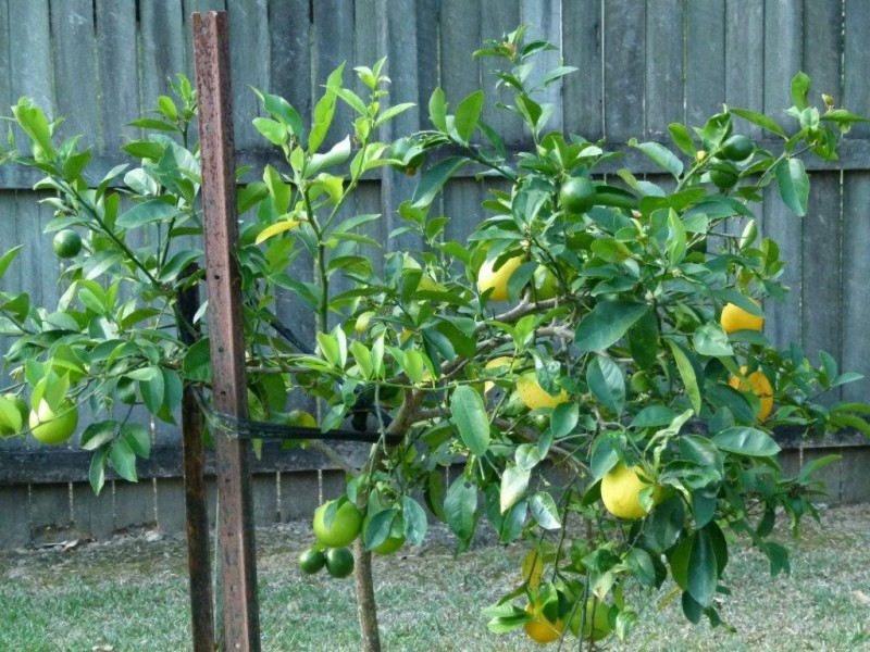 1/21 Ferrells Road, Cooroy QLD 4563