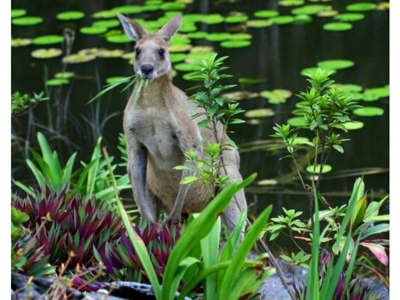 Boreen Point QLD 4565