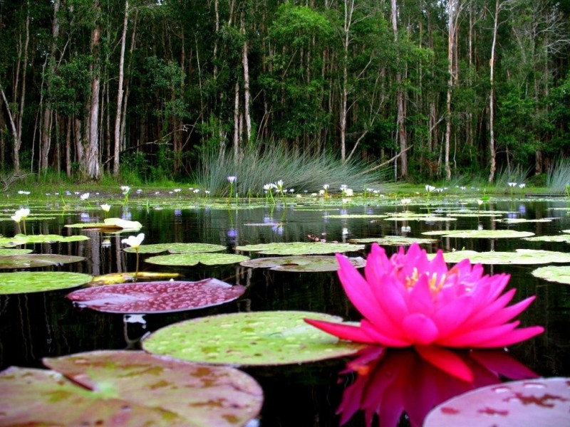 Boreen Point QLD 4565