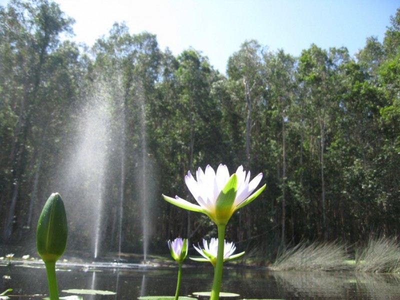 Boreen Point QLD 4565