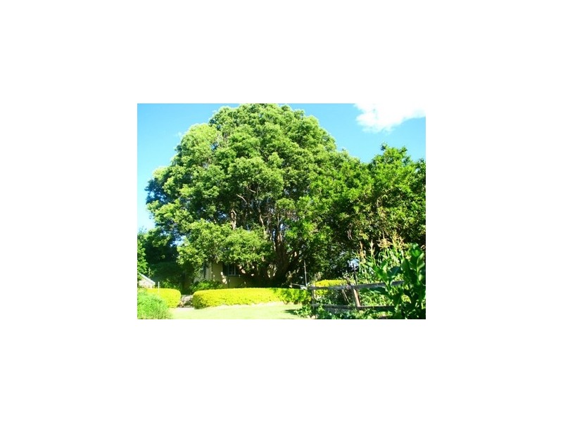 149 Black Mountain Range Road, Cooroy QLD 4563