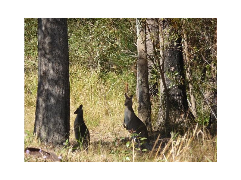 Lot 141 McVicar Road, Traveston QLD 4570