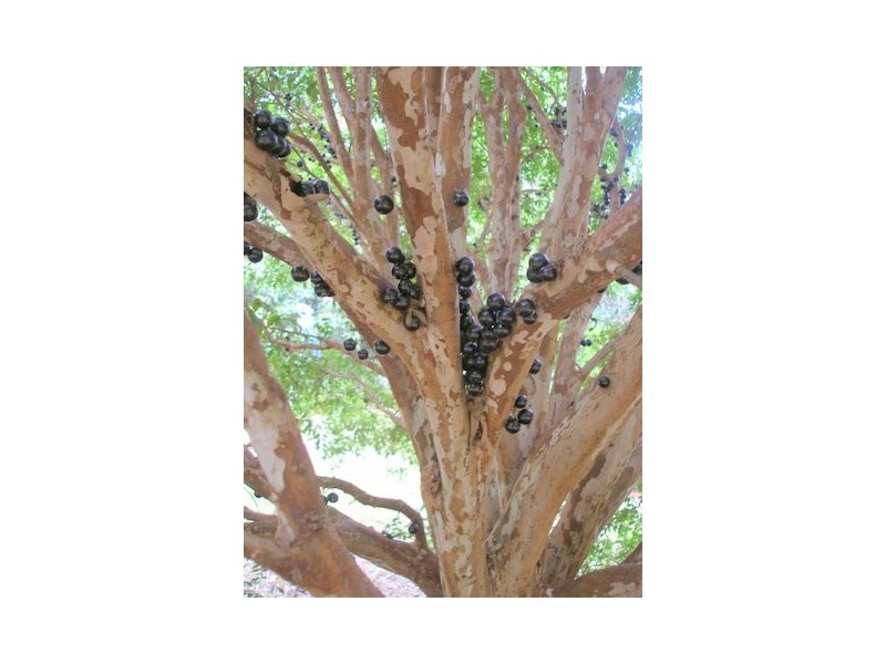 64 Firewheel Road, Pomona QLD 4568