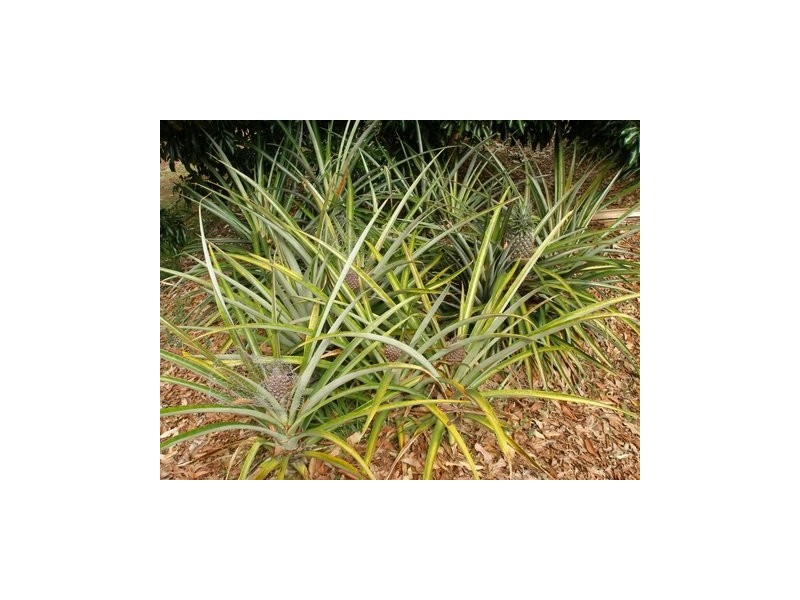 64 Firewheel Road, Pomona QLD 4568