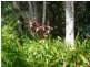 Cooroy QLD 4563
