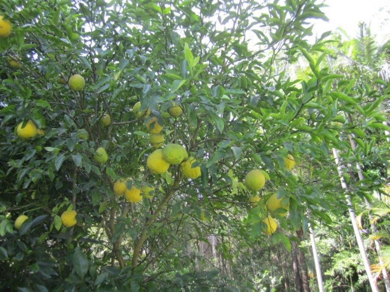 3 Yurol Forest Drive, Pomona QLD 4568