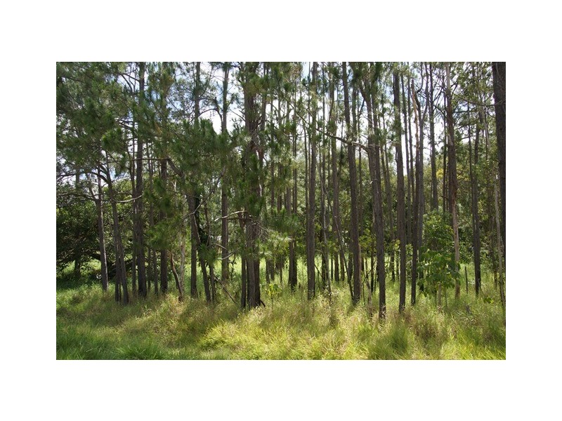 70 Read Street, Tewantin QLD 4565