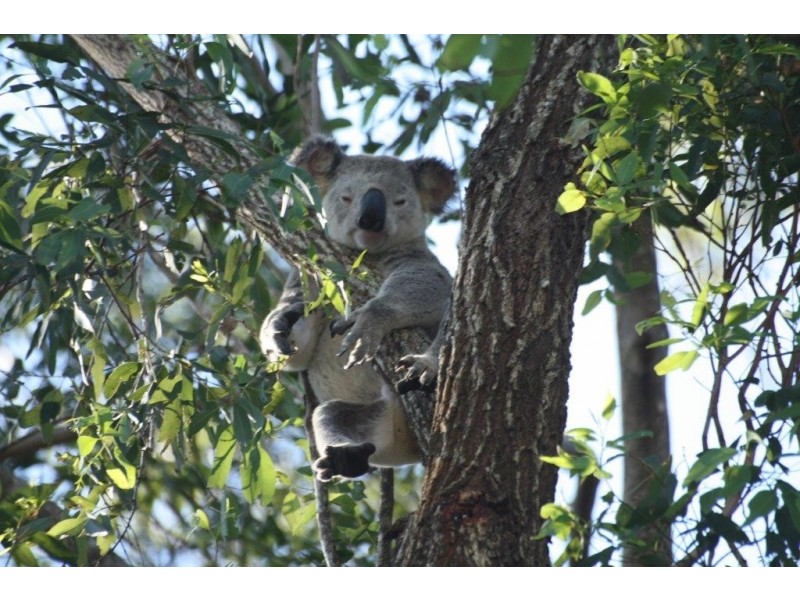 63 Barsby Road, Imbil QLD 4570