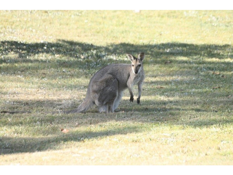 63 Barsby Road, Imbil QLD 4570