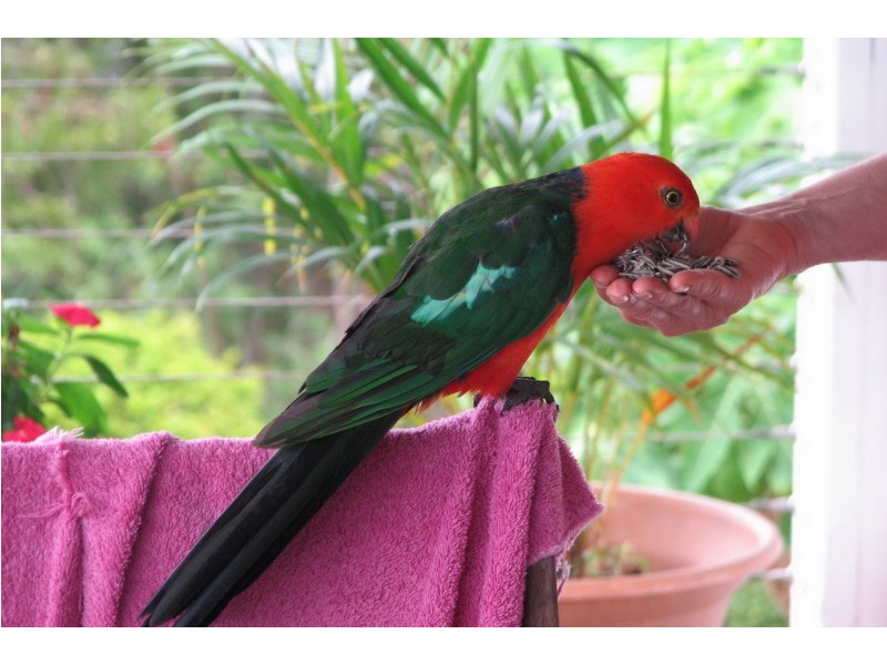 124 Black Mountain Road, Cooroy QLD 4563