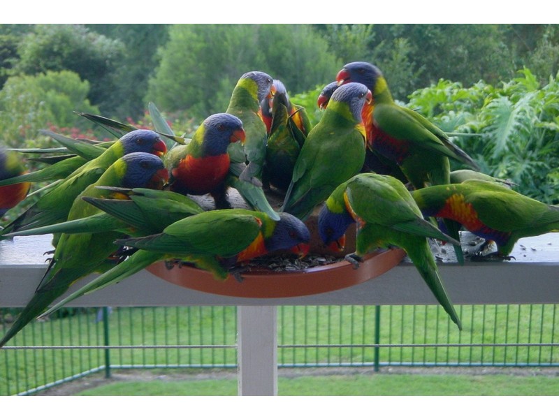 124 Black Mountain Road, Cooroy QLD 4563