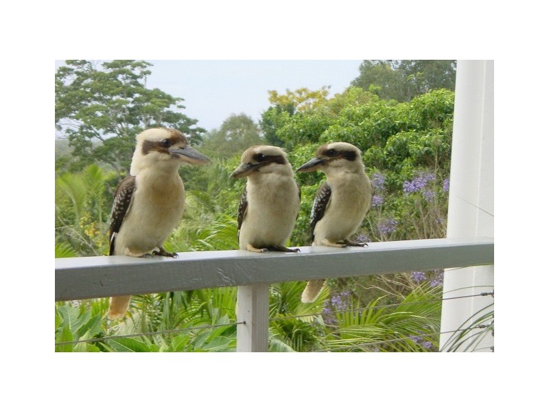 124 Black Mountain Road, Cooroy QLD 4563