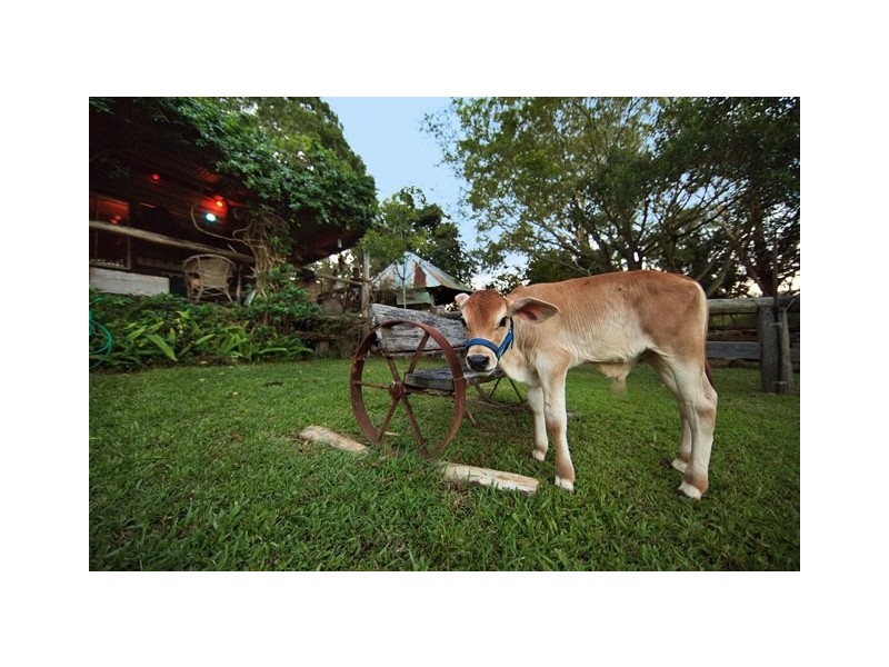 55 Happy Jack Creek Road, Ridgewood QLD 4563