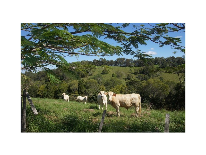 441 Cooroy Belli Creek Road, Cooroy QLD 4563