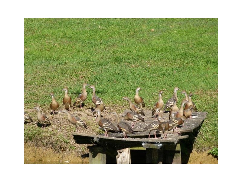 42 Black Mountain Road, Black Mountain QLD 4563