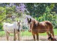 262 Cooroy Mountain Road, Cooroy Mountain QLD 4563