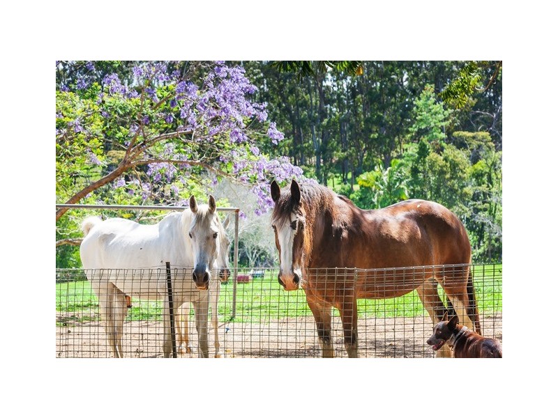 262 Cooroy Mountain Road, Cooroy Mountain QLD 4563