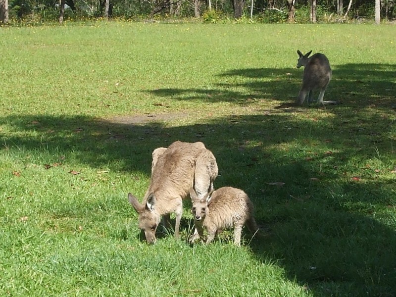 41 Grange Road, Lake Macdonald QLD 4563
