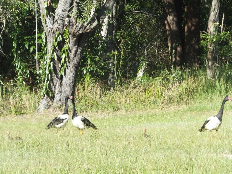 41 Grange Road, Lake Macdonald QLD 4563