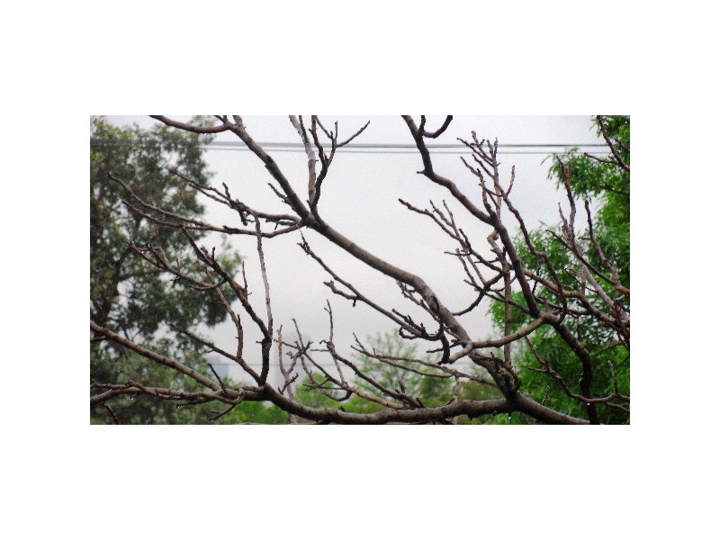 8 Alexander Street, Evandale SA 5069