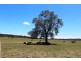 2936 Stonehenge Road, Stonehenge QLD 4357
