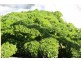 Lot 300 Cunningham Hwy, Womina QLD 4370