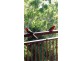 131 Sunday Plains Road, Mount Colliery QLD 4370