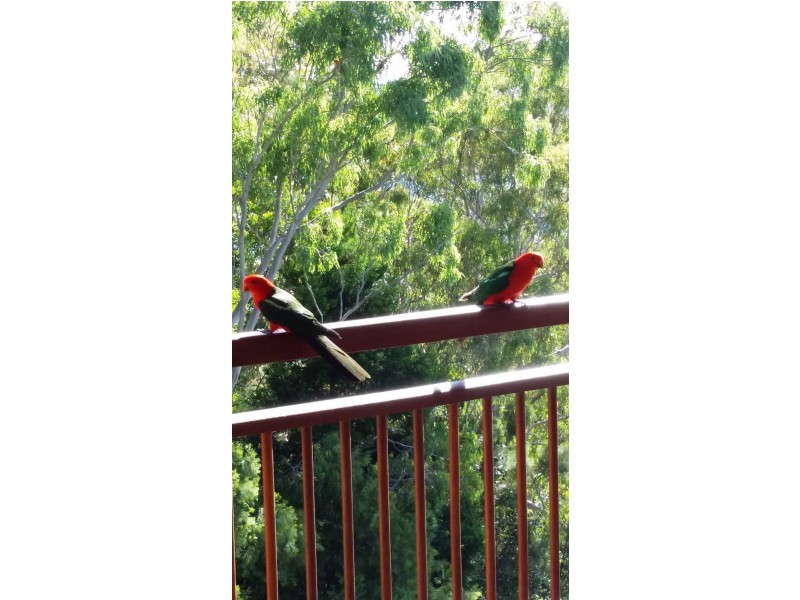 131 Sunday Plains Road, Mount Colliery QLD 4370