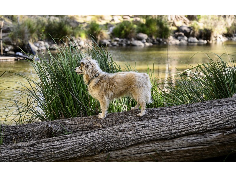 872 Condamine River Rd, The Falls QLD 4373