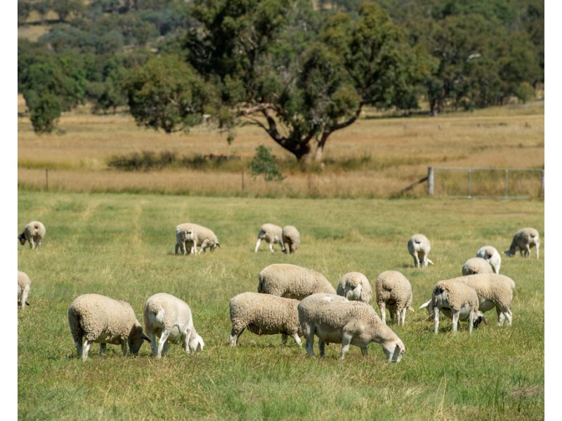 1957 Texas Rd, Greenlands QLD 4380