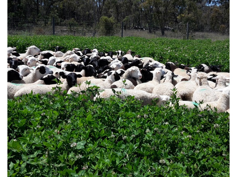 1957 Texas Rd, Greenlands QLD 4380