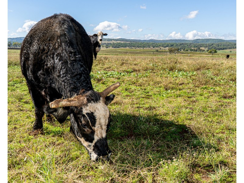 286/43 Hoey Road, Spring Creek QLD 4361