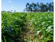 750 Dalrymple Creek Road, Ellinthorp QLD 4362