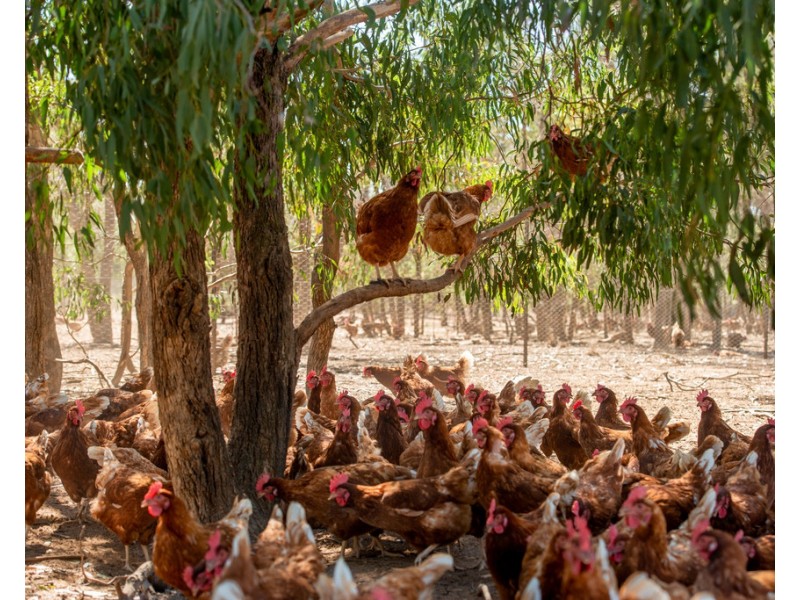 694 Warwick – Killarney Rd, Morgan Park QLD 4370