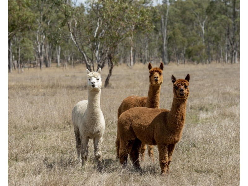 694 Warwick – Killarney Rd, Morgan Park QLD 4370