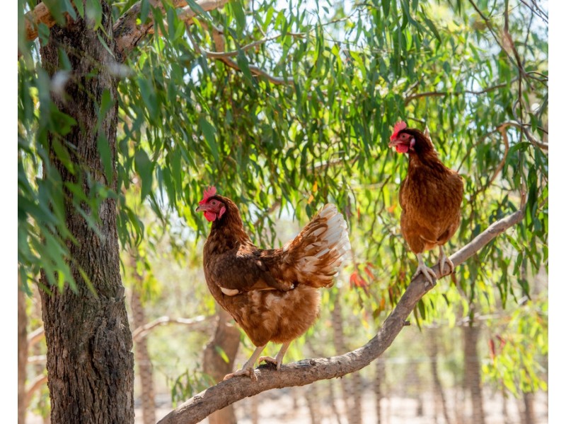 694 Warwick – Killarney Rd, Morgan Park QLD 4370