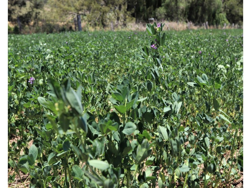 Lot 2 Border Road, Killarney QLD 4373