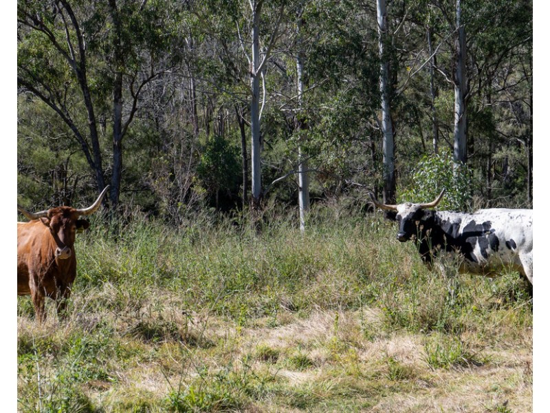 0 Emu Creek Rd, Emu Vale QLD 4371