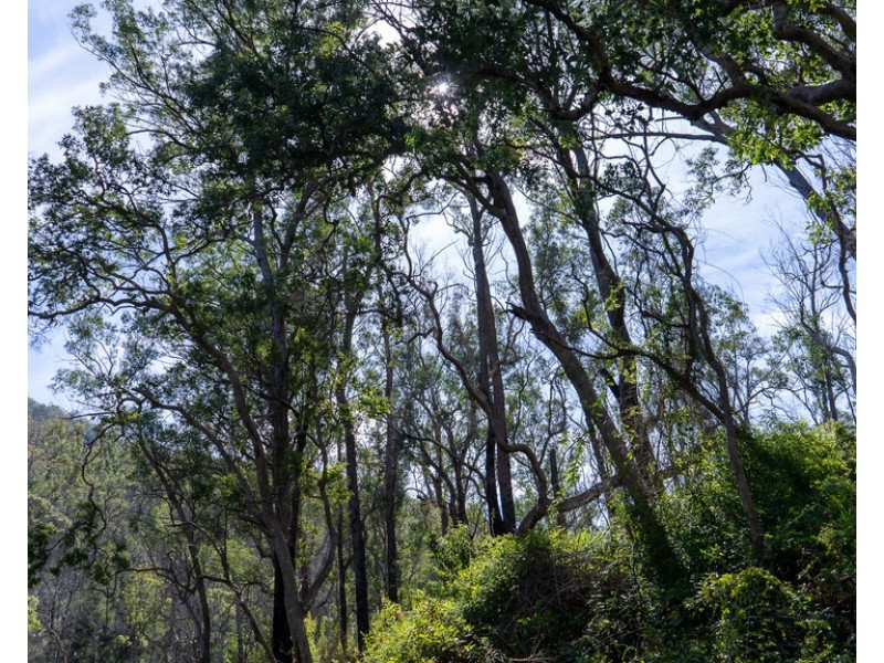 0 Emu Creek Rd, Emu Vale QLD 4371