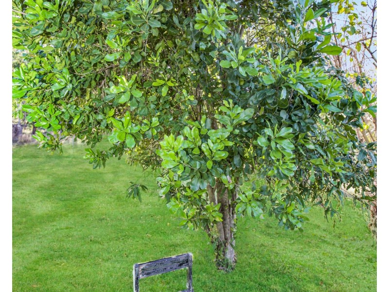 800 Emu Creek Road, Emu Vale QLD 4371